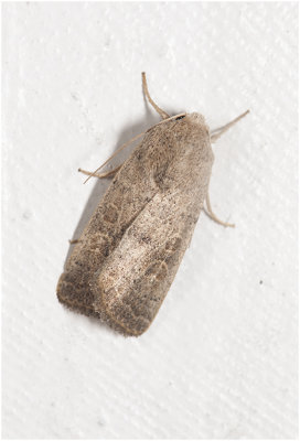 gewone Stofuil - Hoplodrina octogenaria