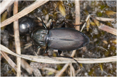 Heidekielspriet - Poecilus lepidus