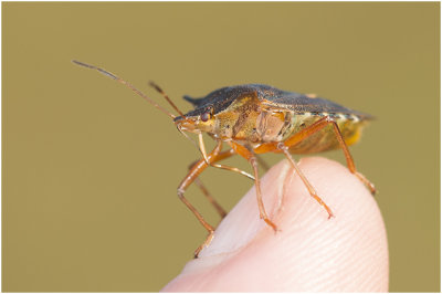 Boswants of Roodpootschildwants - Pentatoma rufipes