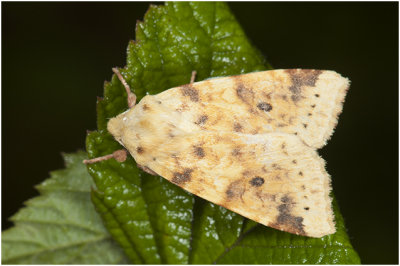 gewone Gouduil - Xanthia icteritia