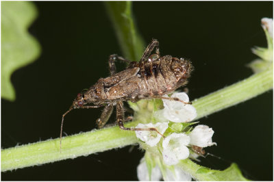Sikkelwantsensoort - Himacerus apterus