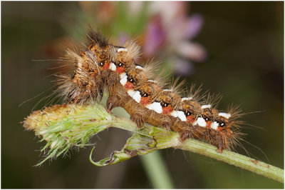 Zuringuil-Acronicta rumicis