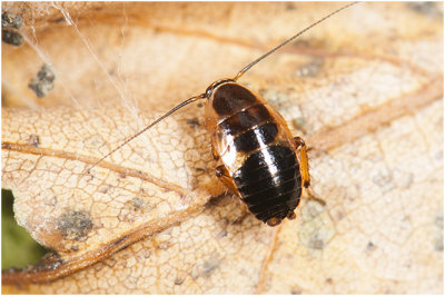 Kakkerlaksoort - Blattaria indet. 