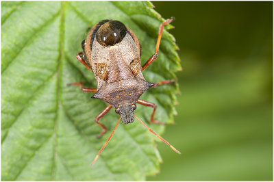 Roodpootschildwants - Pentatoma rufipes