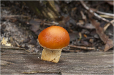 Goudvinkzwam - Pholiota astragalina