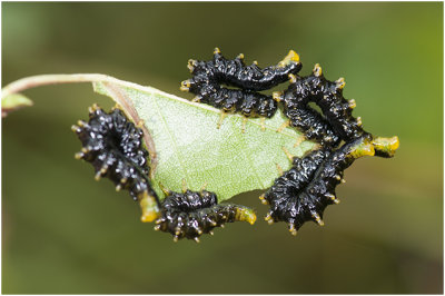 larven van de Berkenbladwesp - Craesus latipes