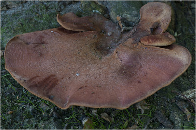 Biefstukzwam - Fistulina hepatica