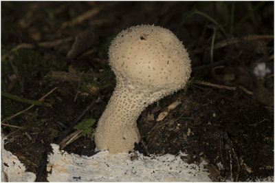 Parelstuifzwam - Lycoperdon perlatum