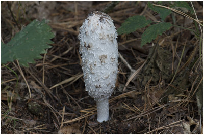 geschubde Inktzwam - Coprinus comatus