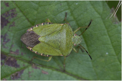 groene Stinkwants - Palomena prasina