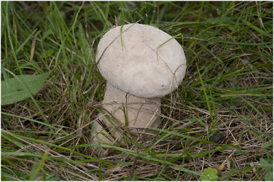 Parelstuifzwam - Lycoperdon perlatum