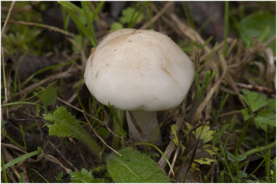 Radijsvaalhoed - Hebeloma crustuliniforme