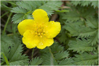 Zilverschoon - Potentilla anserina