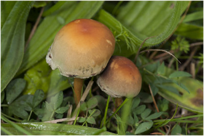 gewone Zwavelkop - Hypholoma fasciculare