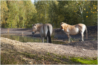 Noorse Fjordpaardjes