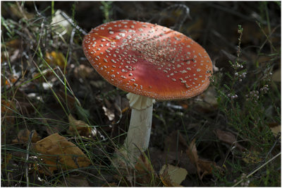 Vliegenzwam - Amanita muscaria