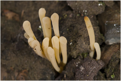 Heideknotszwam - Clavaria argillacea