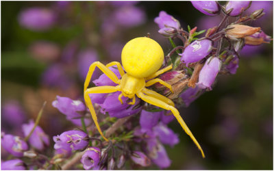 gele Krabspin - Thomisidae familie