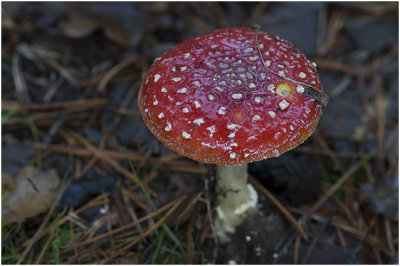 Vliegenzwam - Amanita muscaria