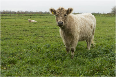 blonde Schotse Hooglander