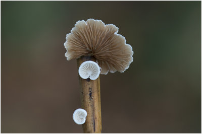 Waaiertje - Schizophyllum commune