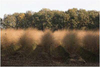Asperge pluimen in de herfst