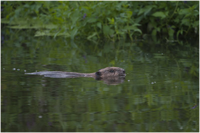 Europese Bever - Castor fiber