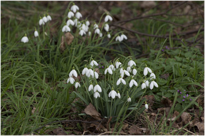 gewoon sneeuwklokje - Galanthus nivalis