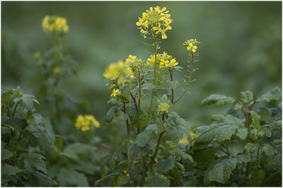 witte mosterd - Sinapis alba