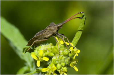 Enoplops scapha - Boat Bug