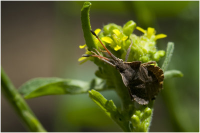 Enoplops scapha - Boat Bug