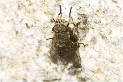 Dazensoort - Tabanidae spec.
