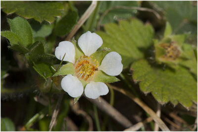 Aardbeiganzerik - Potentilla sterilis