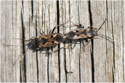 Rhyparochromus vulgaris