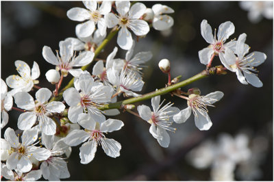 bloesem van Pruimenboom - Prunus