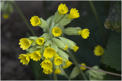 Gulden Sleutelbloem - Primula veris