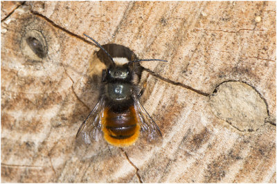 Gehoornde Metselbij - Osmia cornuta