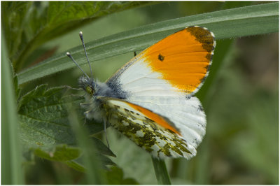 Oranjetipje - Anthocharis cardamines