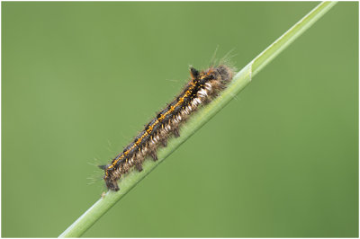 rups van de Rietvink - Euthrix potatoria