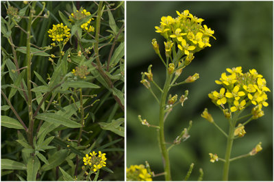 gewone Steenraket - Erysimum cheiranthoides