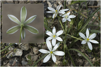 gewone Vogelmelk - Ornithogalum umbellatum