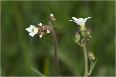 Knolsteenbreek - Saxifraga granulata