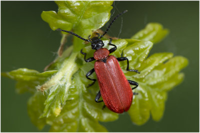 Zwartkopvuurkever - Pyrochroa coccinea