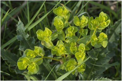 Kroontjeskruid - Euphorbia helioscopia