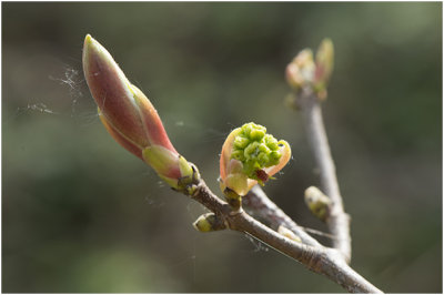gewone Esdoorn - Acer pseudoplatanus