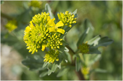 gewoon Barbarakruid - Barbarea vulgaris