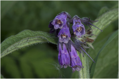 gewone Smeerwortel - Symphytum officinale