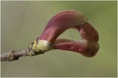 gewone Esdoorn - Acer pseudoplatanus