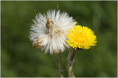 klein Hoefblad - Tussilago farfara