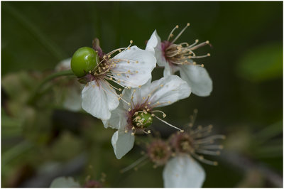 zoete Kers - Prunus avium